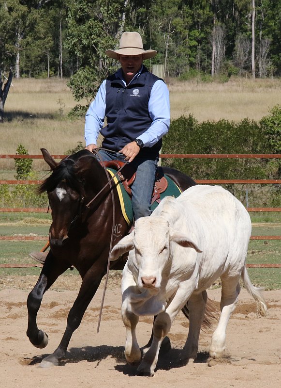 Guy McLean and Faith, his steer
