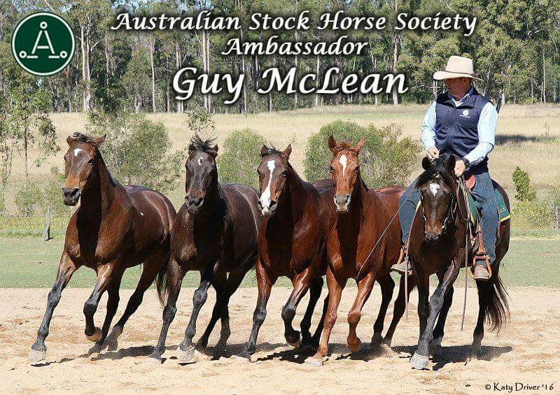 Guy McLean Australian Stock Horses Ambassador